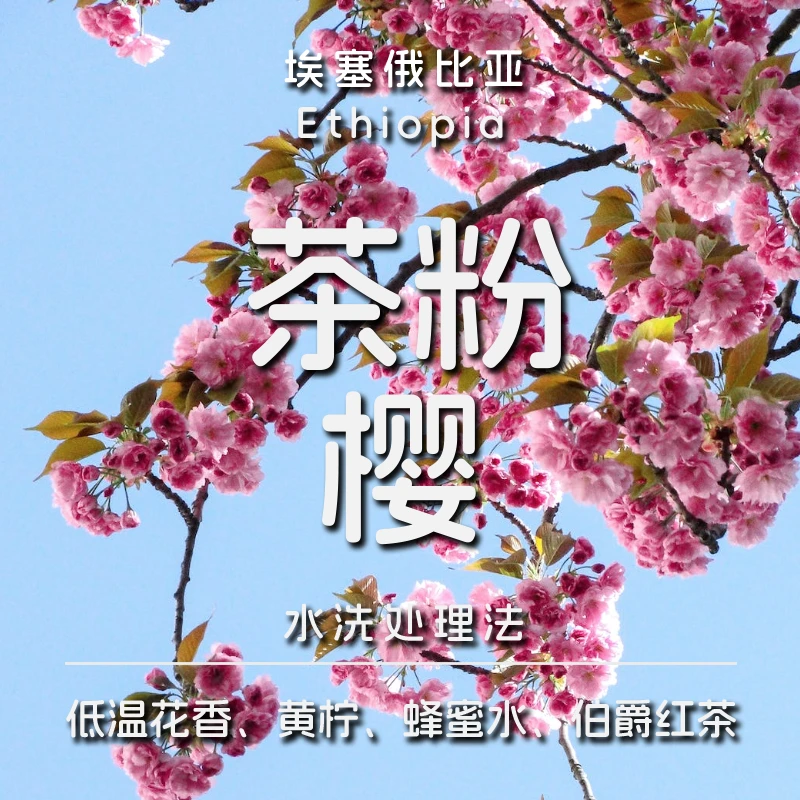 茶粉樱wushwush水洗G1 新23产季埃塞进口咖啡豆手冲咖啡黑咖啡粉