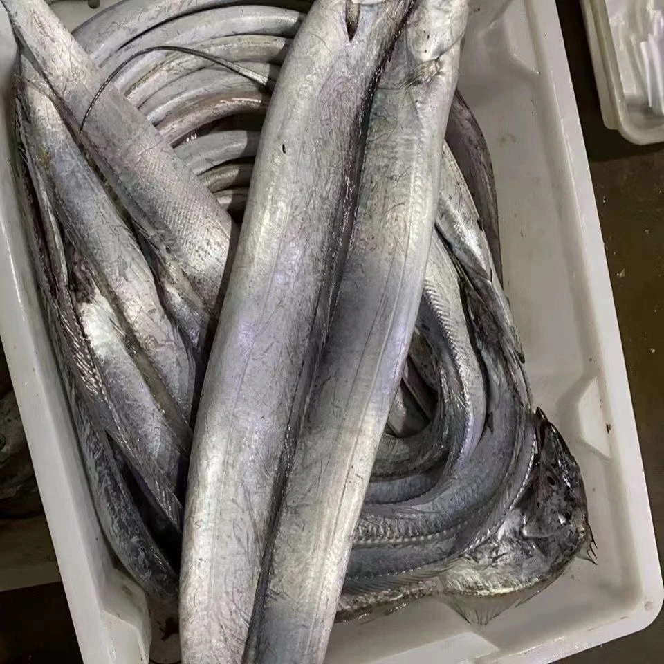 （本地油带） 红烧糖醋大带鱼 熬着5-10斤装