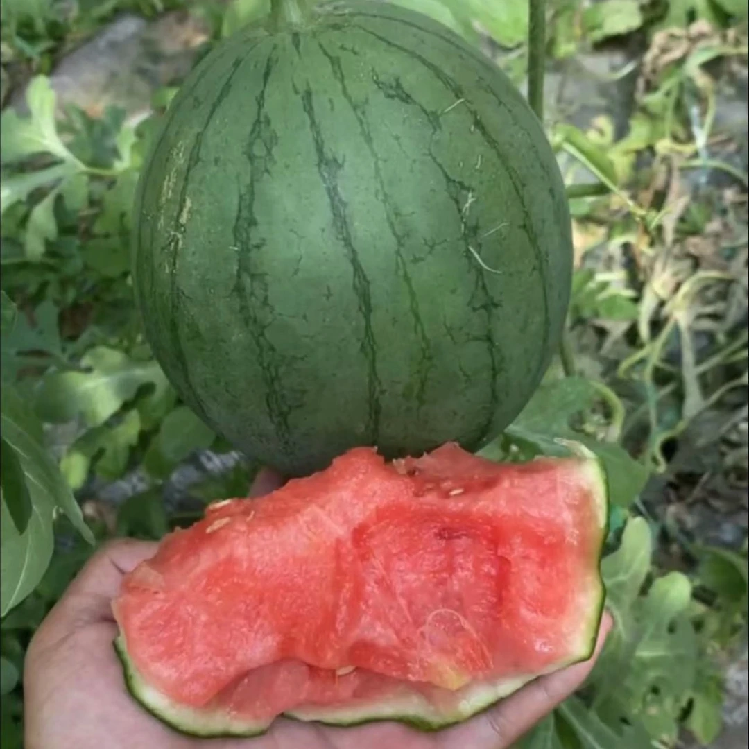 早春红玉西瓜种子西瓜苗蔬菜种苗盆栽脆甜小西瓜苗2K西瓜苗