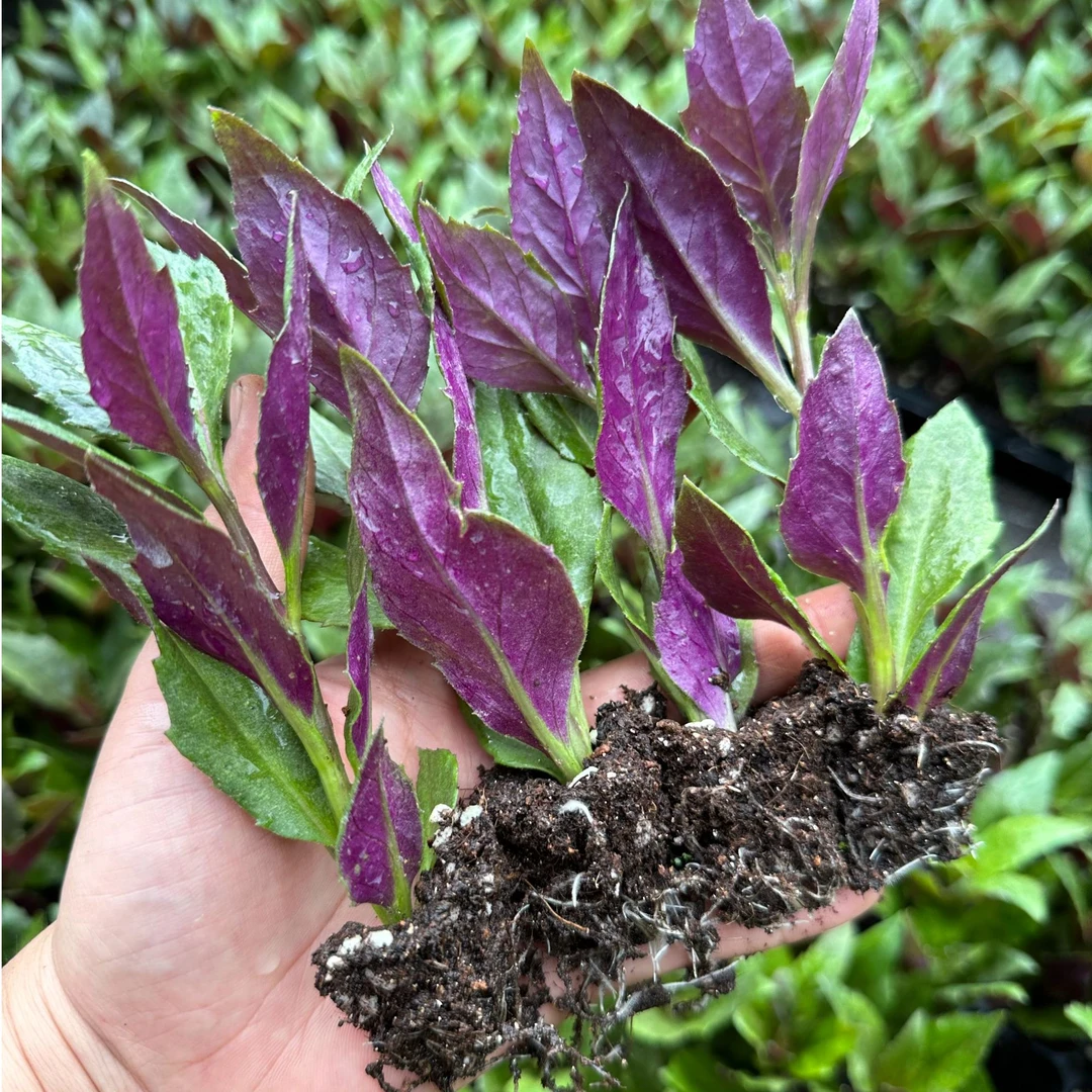 蔬菜苗菜紫背天葵苗血皮菜紫背菜苗蔬菜种蔬菜苗种子