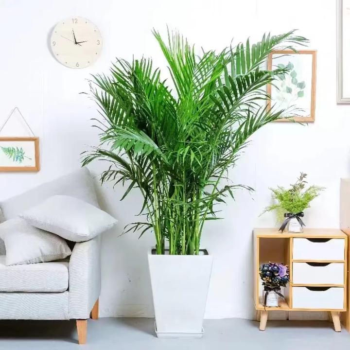 【1米-1.1米】富贵椰子袖珍室内室外客厅散尾葵大型绿植大颗落地