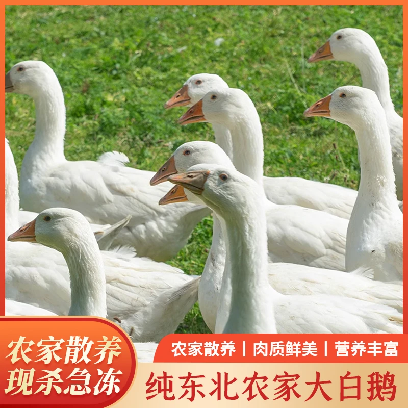 纯东北大白鹅送酸菜送铁锅炖酱料包送酸菜