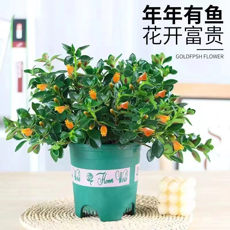 金鱼吊兰金鱼草盆栽高档植物分支阳台家居花卉新房发货养活吸甲醛