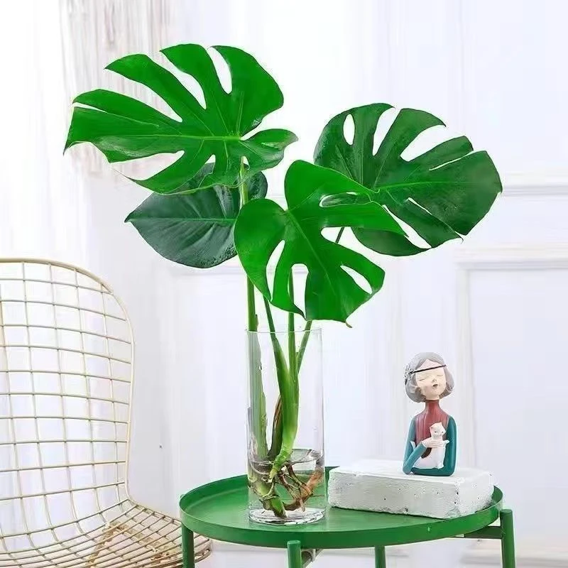 水培植物龟背竹盆栽老庄四季常青净化空气水养小一年四季水养绿植