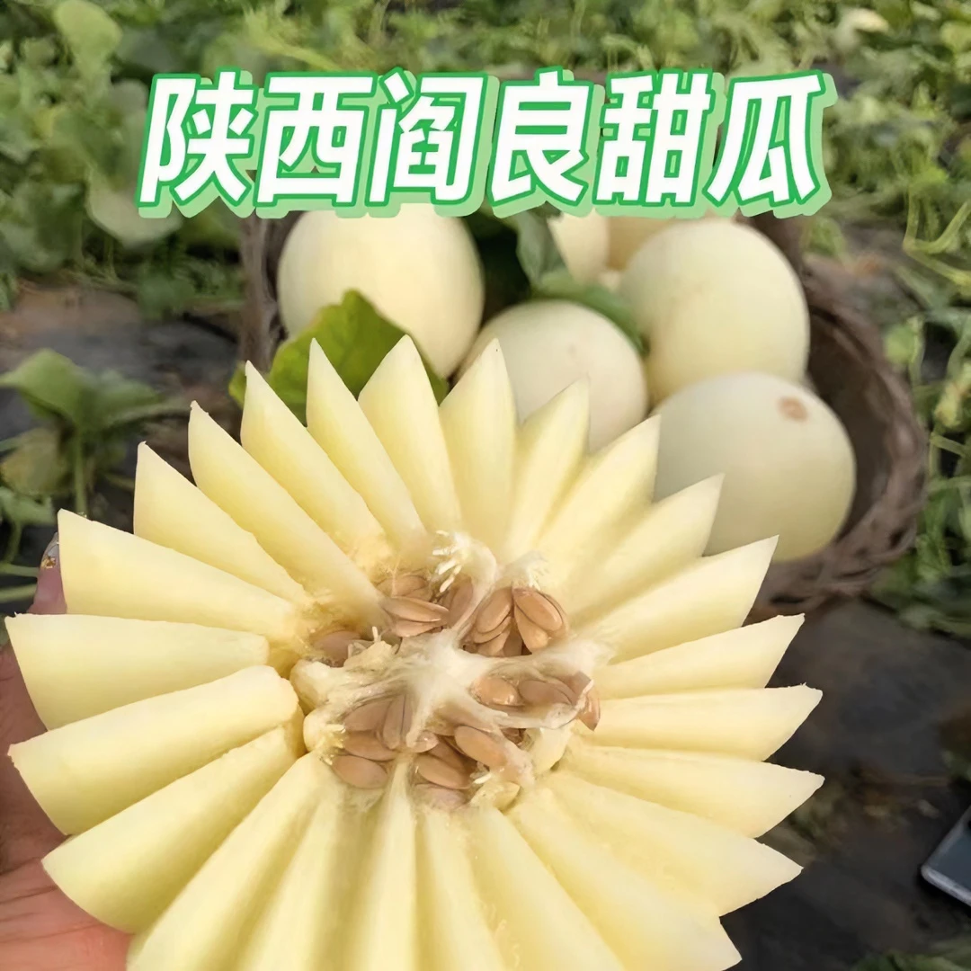 陕西阎良小籽甜瓜香甜脆爽当季孕妇新鲜应季水果蜜瓜直播整箱批发