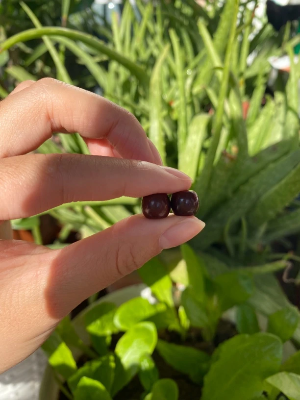 猴头直切 两颗 配饰 小尺寸