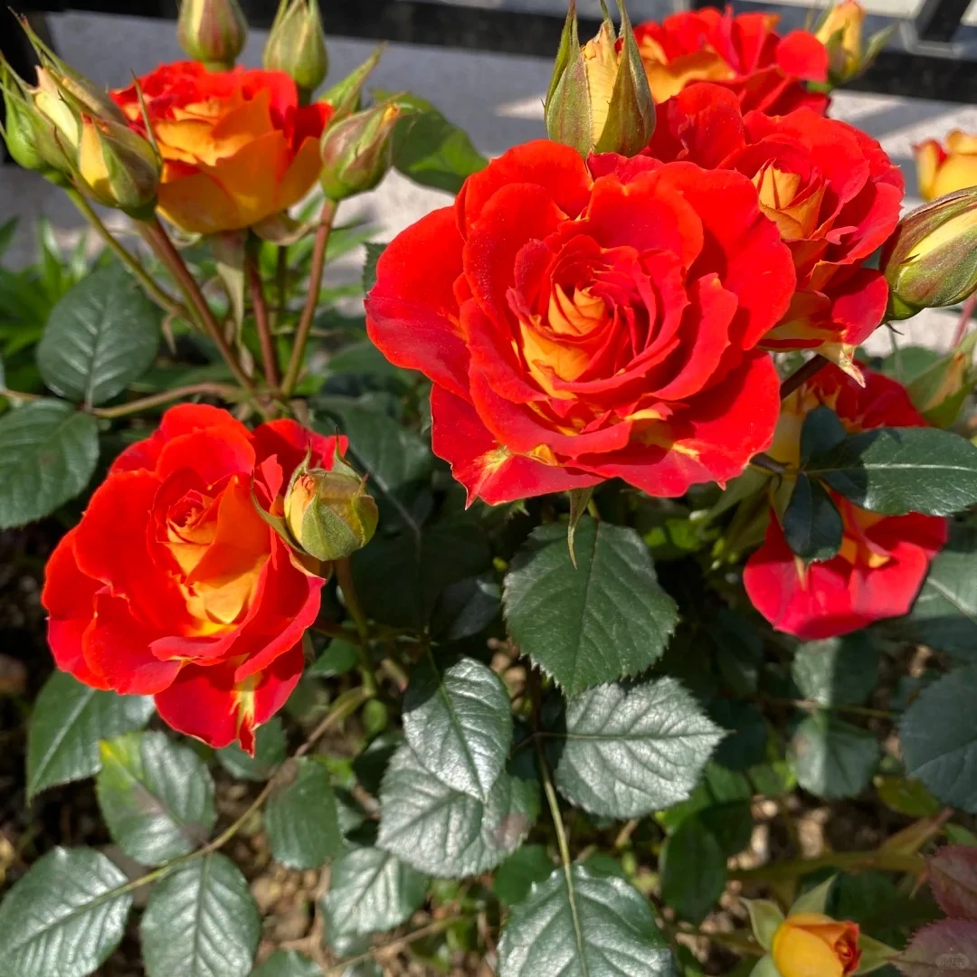 【二乔棒棒糖】1加仑原盆原土带花苞发货云南基地直发露天种植