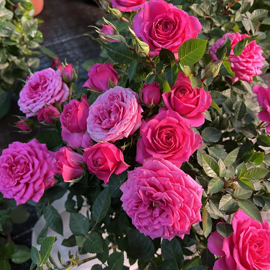 【菲丽棒棒糖】1加仑原盆原土带花苞发货云南基地直发露天种植