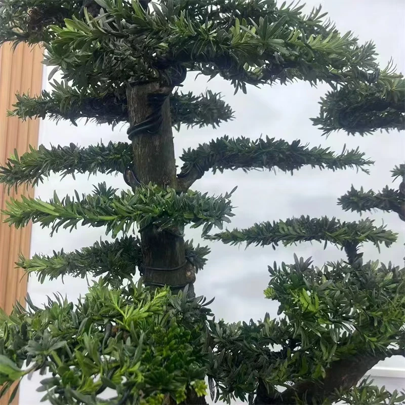 绿植很大很漂亮观赏