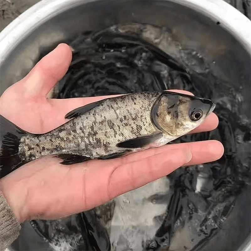 大头鱼雄鱼花鲢鱼胖头鱼 宠物水族鱼