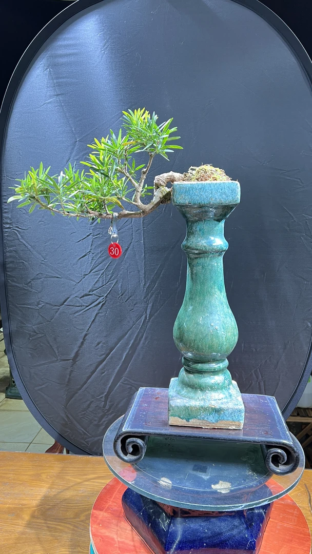 三角梅黄杨桅子花罗汉松造型盆景
