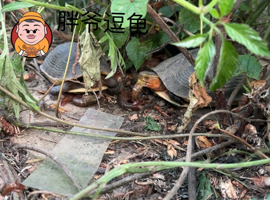 黄缘龟安缘苗半水龟闭壳龟观赏龟