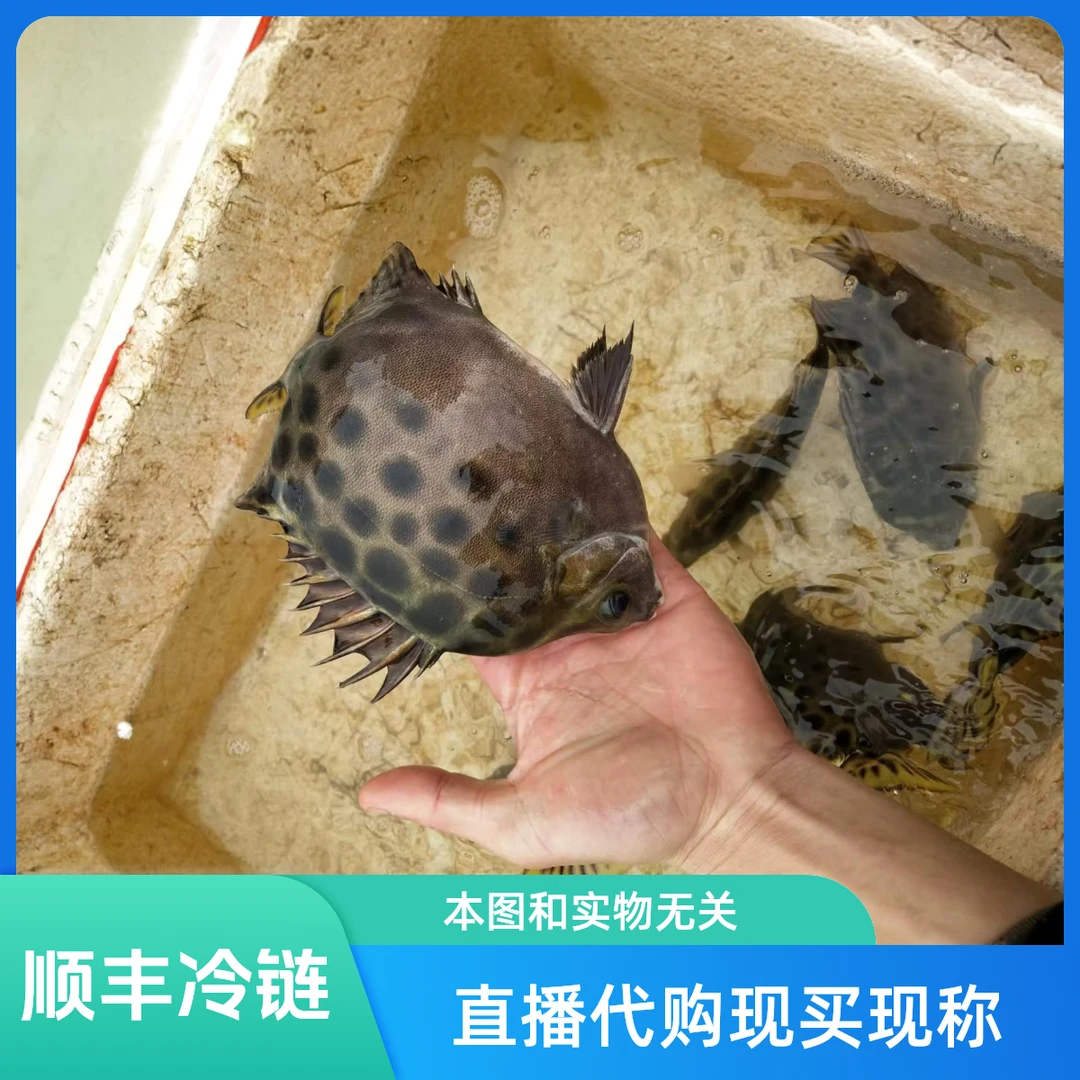 阳江海陵岛野生海鲜，海鱼，五斤【顺丰冷链】