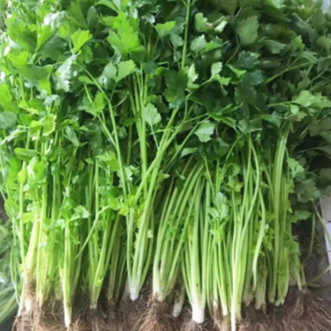 东北农家自种小香芹现摘现发新鲜发货