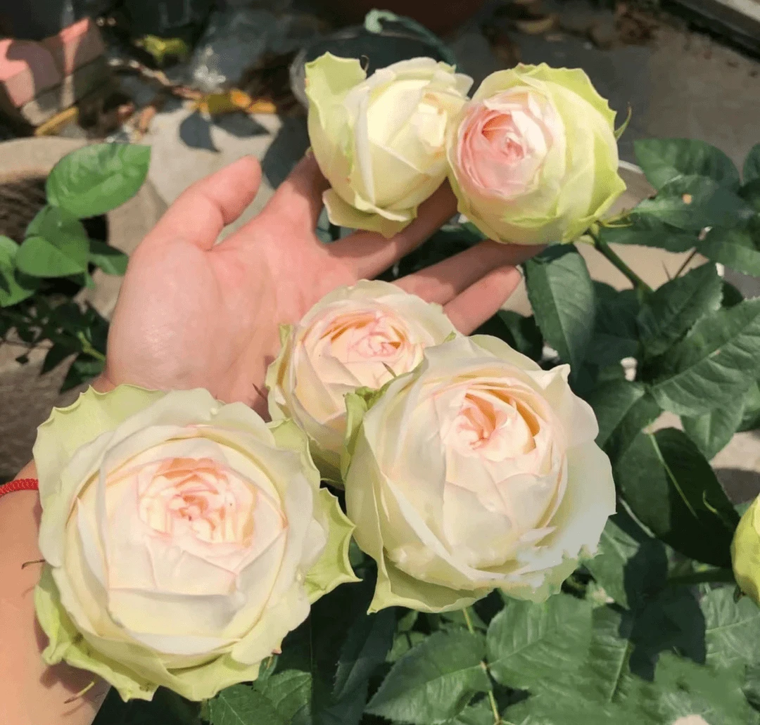 【白纱】经典玫瑰盆香槟栽勤花好养好看带花苞阳台花园四季花开月季