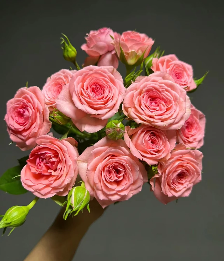 【仙度瑞拉】多颗灰姑娘盆栽月季阳台庭院花卉多季节重复开粉色系