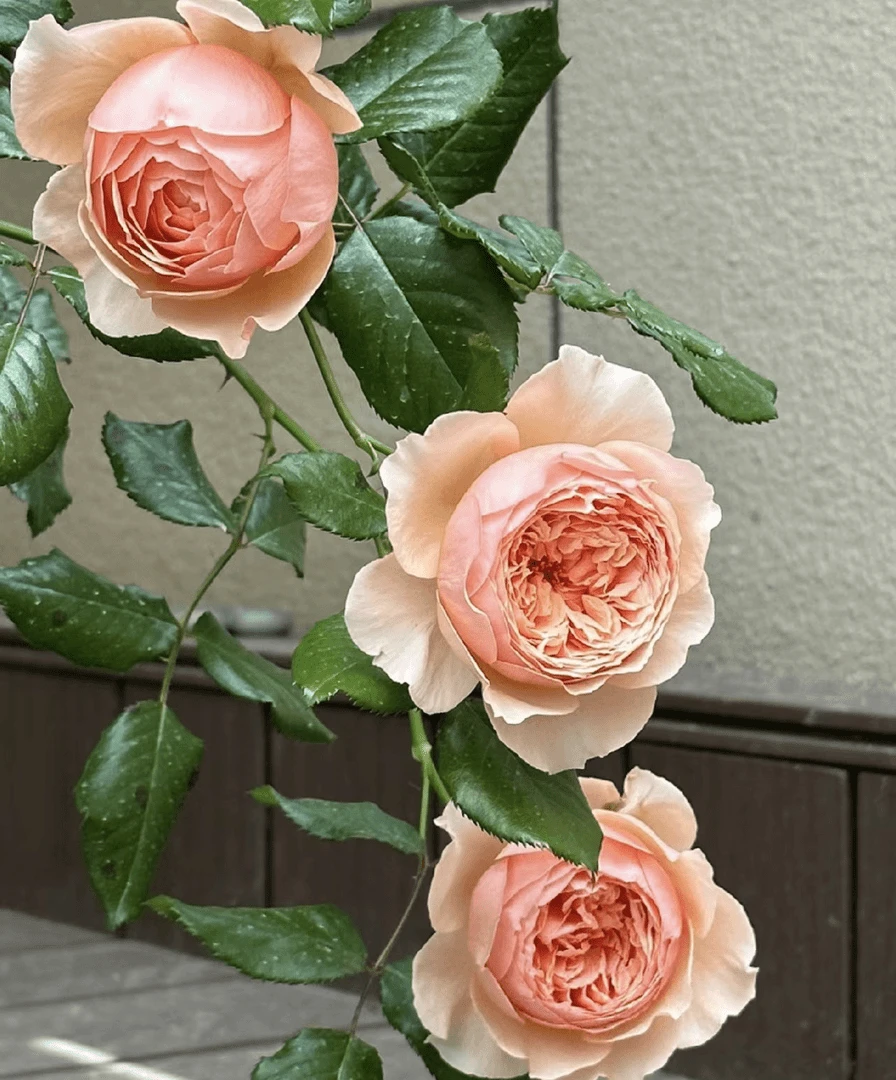 【真宙】浓香大花月季阳台室内盆栽带花苞发货玫瑰盆栽开花不断