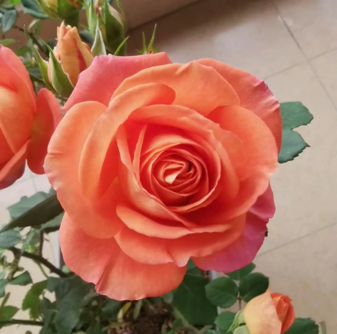 【金牛座】中香大花阳台花园楼顶好养护抗病性强花卉绿植月季盆栽