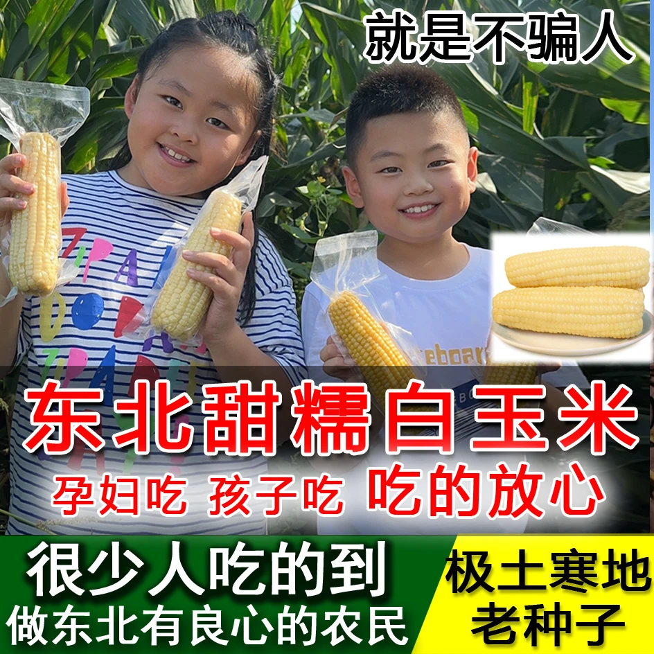 2024正宗东北甜糯玉米真空包装白糯玉米白黏玉米早餐代餐