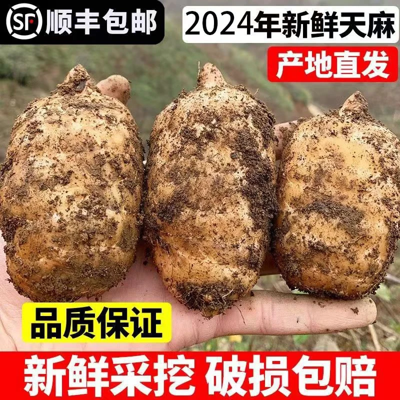 正宗新鲜天麻云南省昭通彝良小草坝乌天麻大果糖苹果心现挖现发