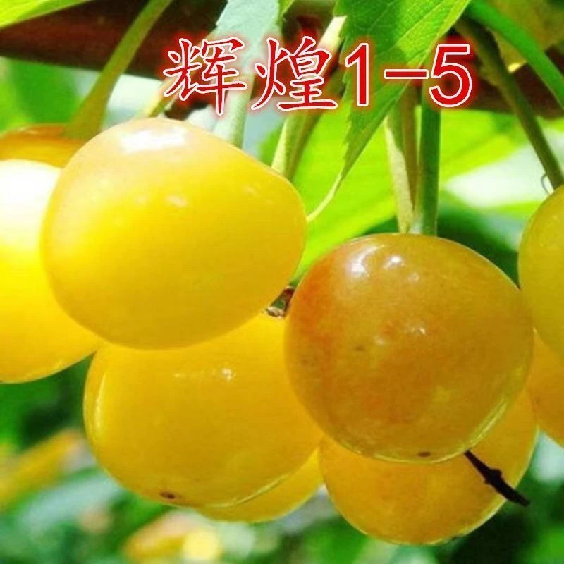 新品种鲁樱辉煌1-5大樱桃树苗嫁接樱桃树苗黄樱桃树苗当年结果苗