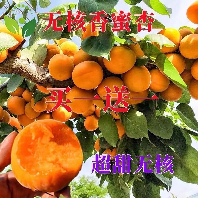 嫁接杏树苗新品种帝王杏特大超甜巨蜜王南方北方种植盆栽地栽
