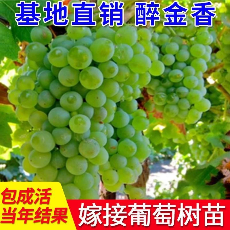 醉斤香葡萄树苗当年结果庭院爬藤果树苗盆栽地栽苗南方北方种植苗