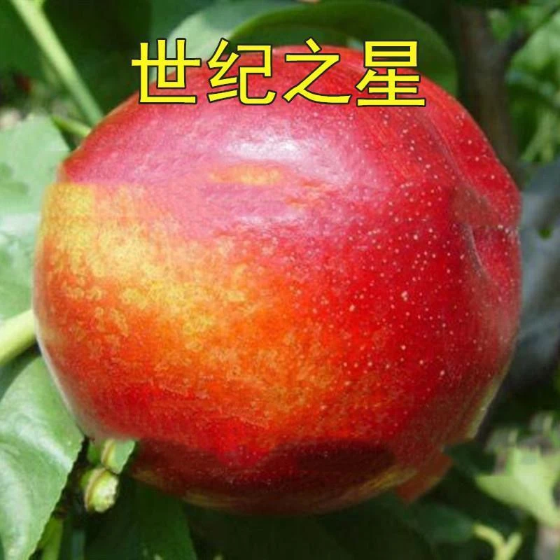 特大果油桃苗 世纪之星油桃树苗 油桃子苗单果390克极早熟黄肉甜