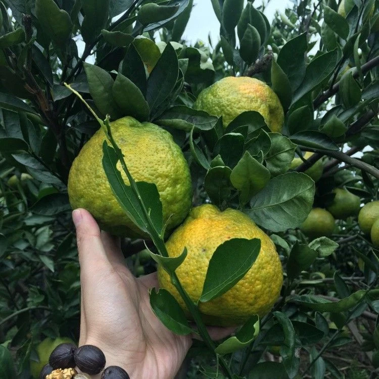 正宗温州瓯海接穗 欧瓯柑树苗 现挖现卖 果树苗 柑橘苗 苦柑 种苗