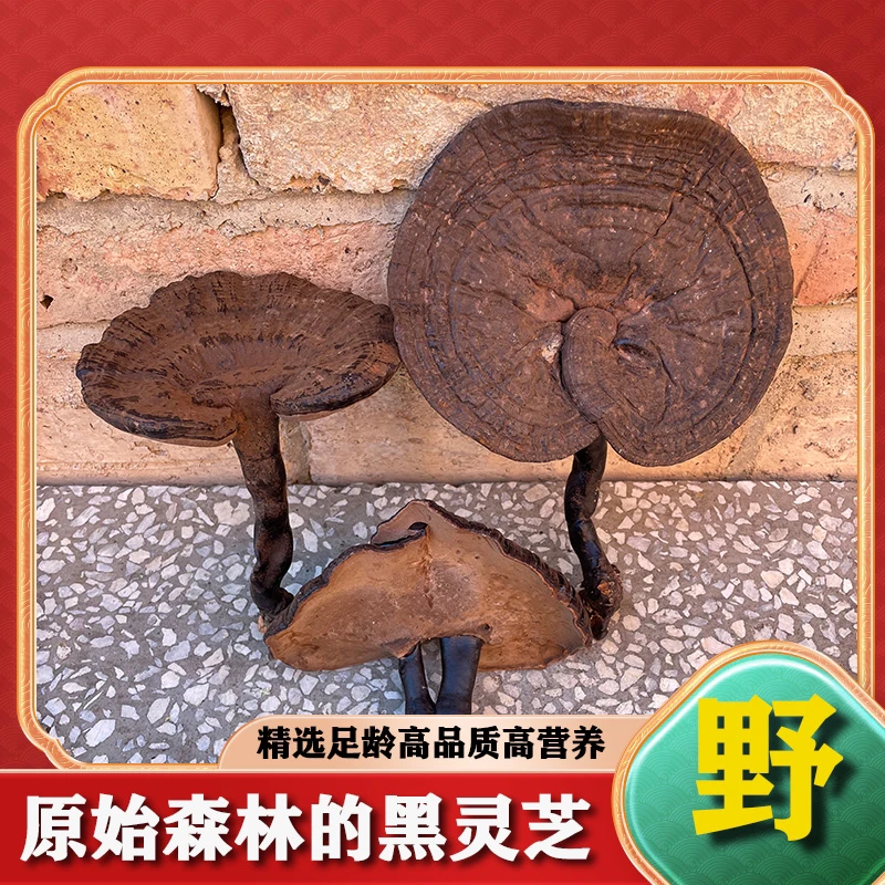 云南野生黑灵芝整枝 切片 磨粉 甘香不苦滋补泡酒煲汤