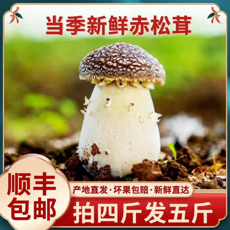 <顺丰包邮>新鲜优质赤松茸营养充分煲汤浓郁味道鲜美食用产地河南