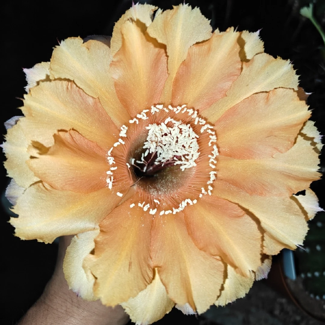 直播彩草综合链接仙人球