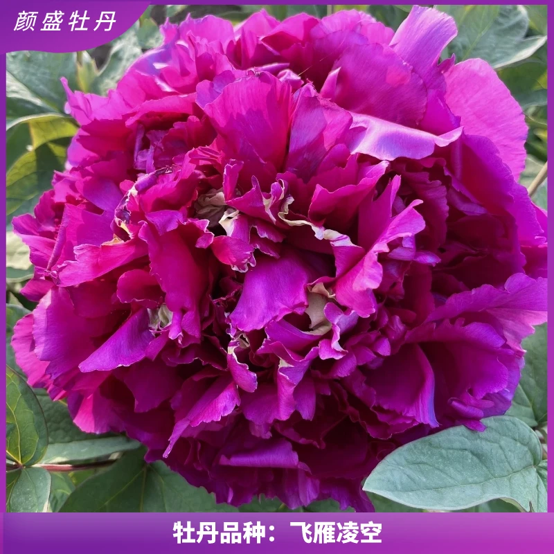 紫红色【飞燕凌空】菏泽观赏重瓣牡丹裸根庭院阳台地栽盆栽耐寒花苗