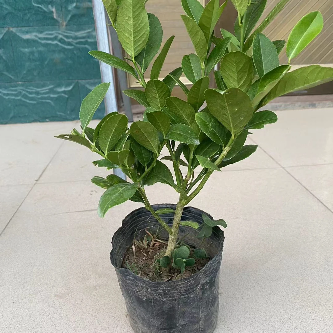 香水柠檬两年小苗