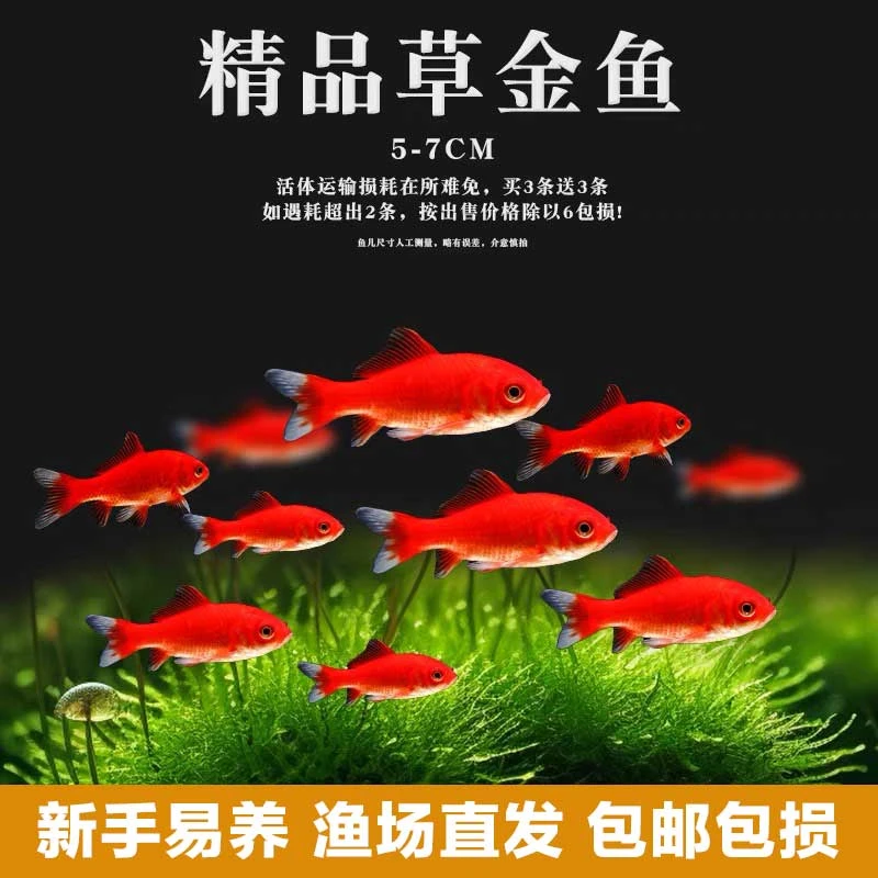 6块9 锦鲫20条 包活17条  混发 新粉福利