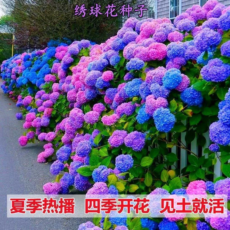 新品推荐】【秋播】混色绣球花五颜六色16色庭院阳台盆栽懒人四季耐