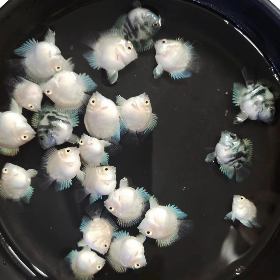 迷你鹦鹉鱼白金鱼