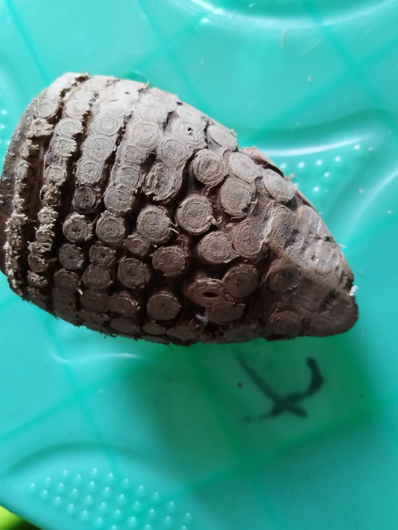 贵州老竹根手把件7一10公分