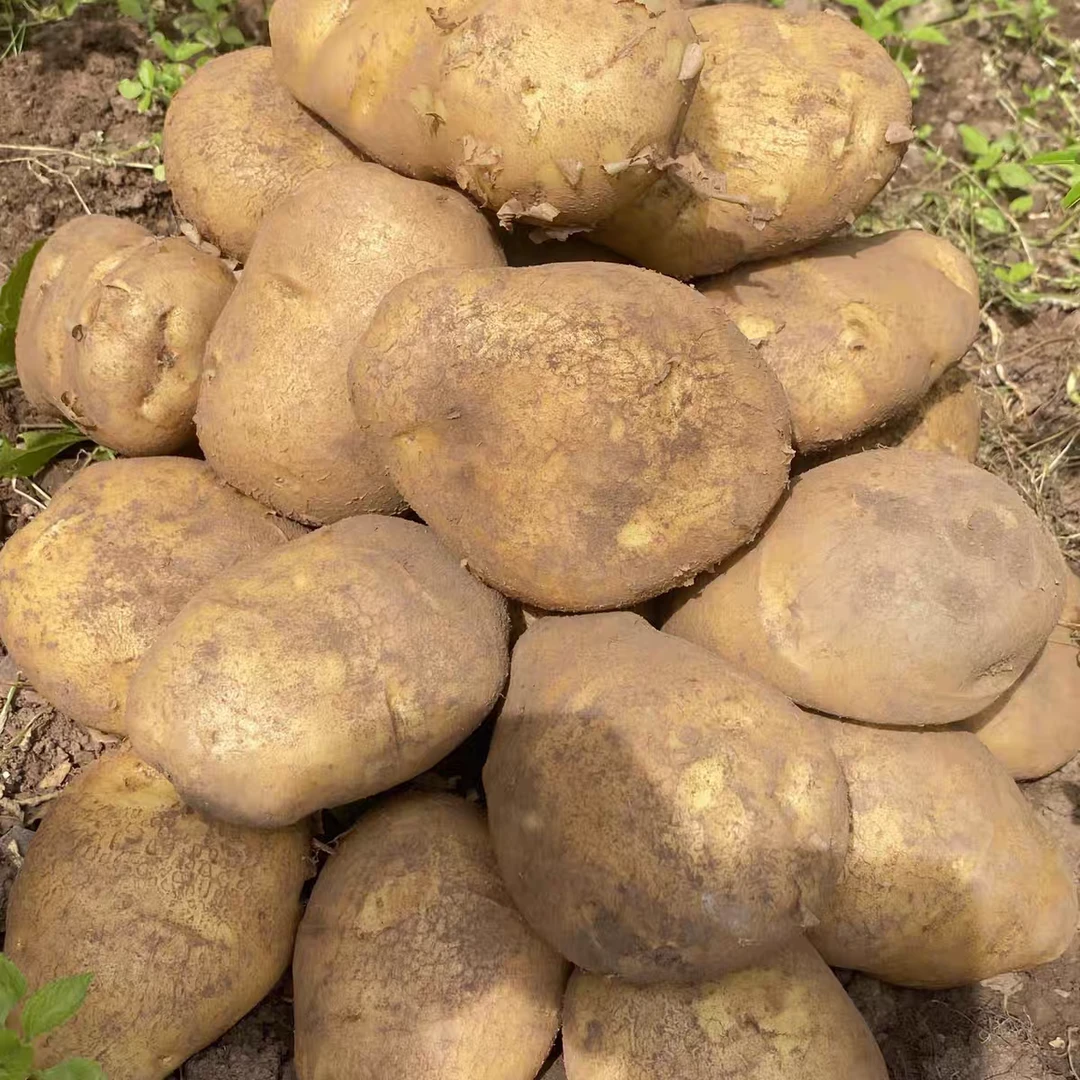 贵州威宁新鲜土豆马铃薯老品种口感软糯香面包洋芋粉果洋芋可选