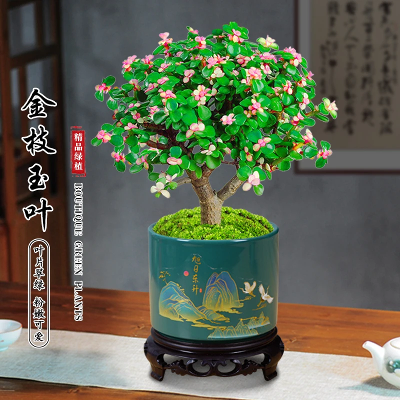 金枝玉叶老桩盆栽多肉植物室内花卉桌面好养水培绿植盆景四季开花