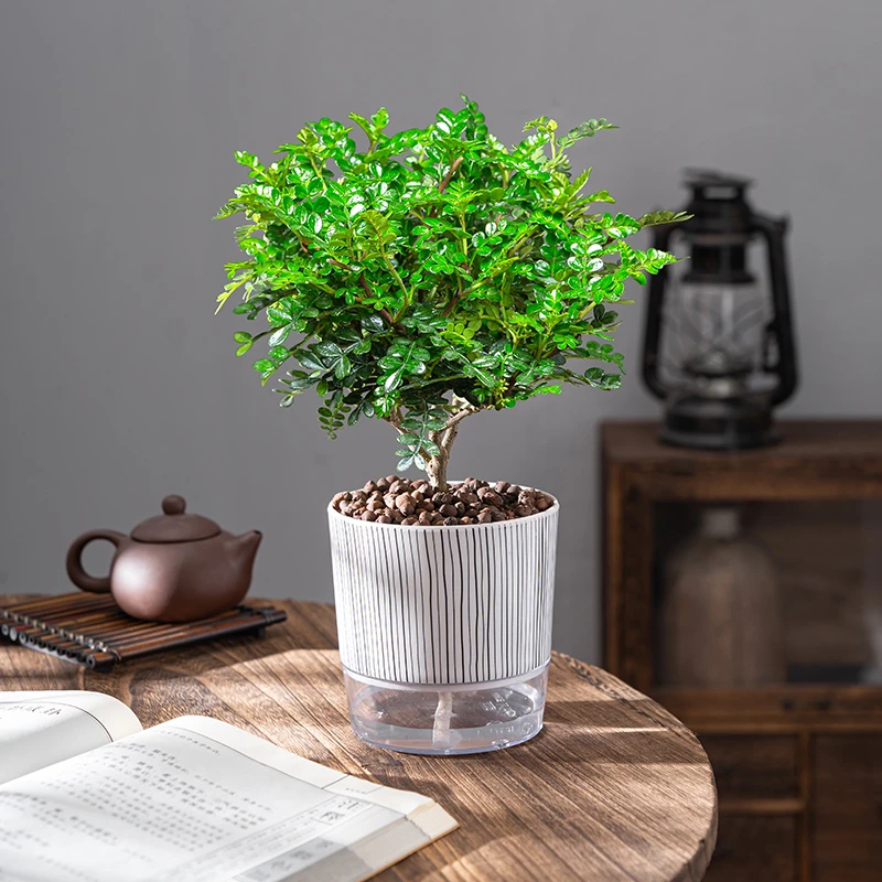 清香胡椒木盆栽正宗驱蚊草室内花卉绿植除甲醛净化空气植物提神