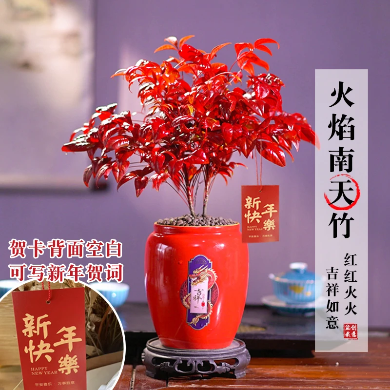火焰南天竹冬季耐寒阳台红叶室内外庭院四季盆景好养年宵植物花卉