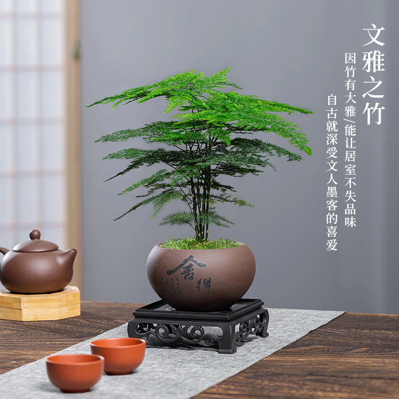 文竹盆栽植物室内花卉盆景客厅办公桌好养观叶小绿植四季常青