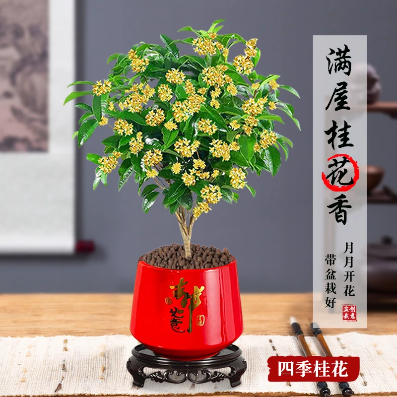 四季桂花绿植树浓香型盆栽花卉好养金桂客厅室内外阳台庭院好养活