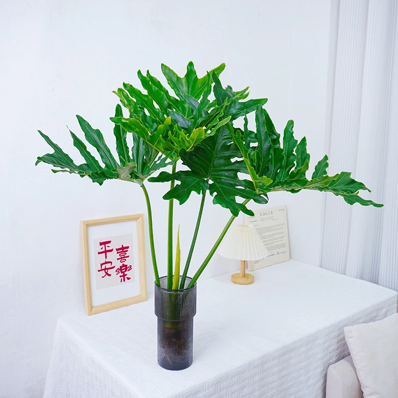 春羽水培盆栽水养室内花卉客厅植物净化小天使四季常青绿植好养活