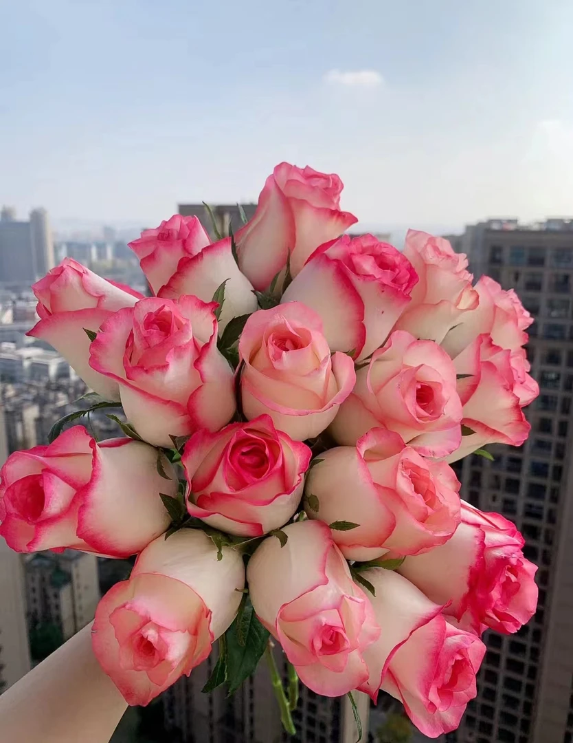 【艾莎玫瑰】云南产地鲜花基地直发包邮（零度以下请加拍保温棉）