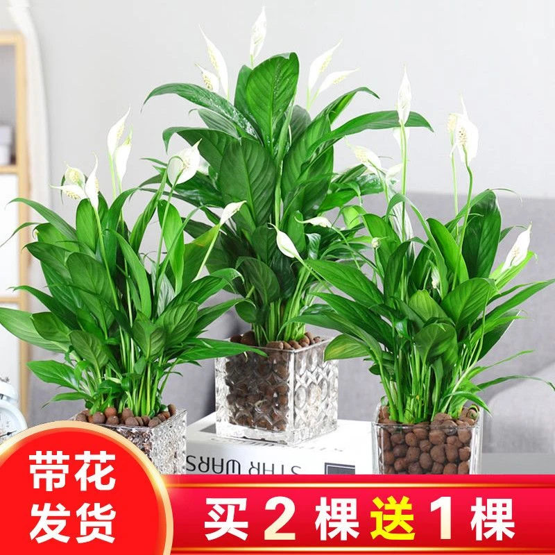 白掌红掌一帆风顺水培土培绿植物除甲醛客厅办公室花卉净化 盆栽