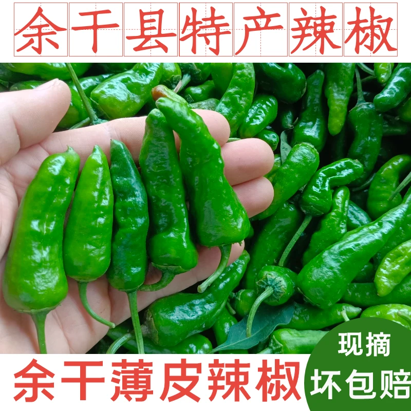 正宗余干原产地辣椒新鲜现摘 江西余干丰收小辣椒枫树薄皮辣椒1斤