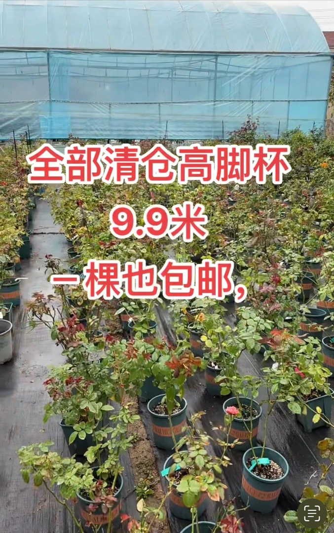 《双十一》,根结苗买2棵送1棵、随机。切花盲盒