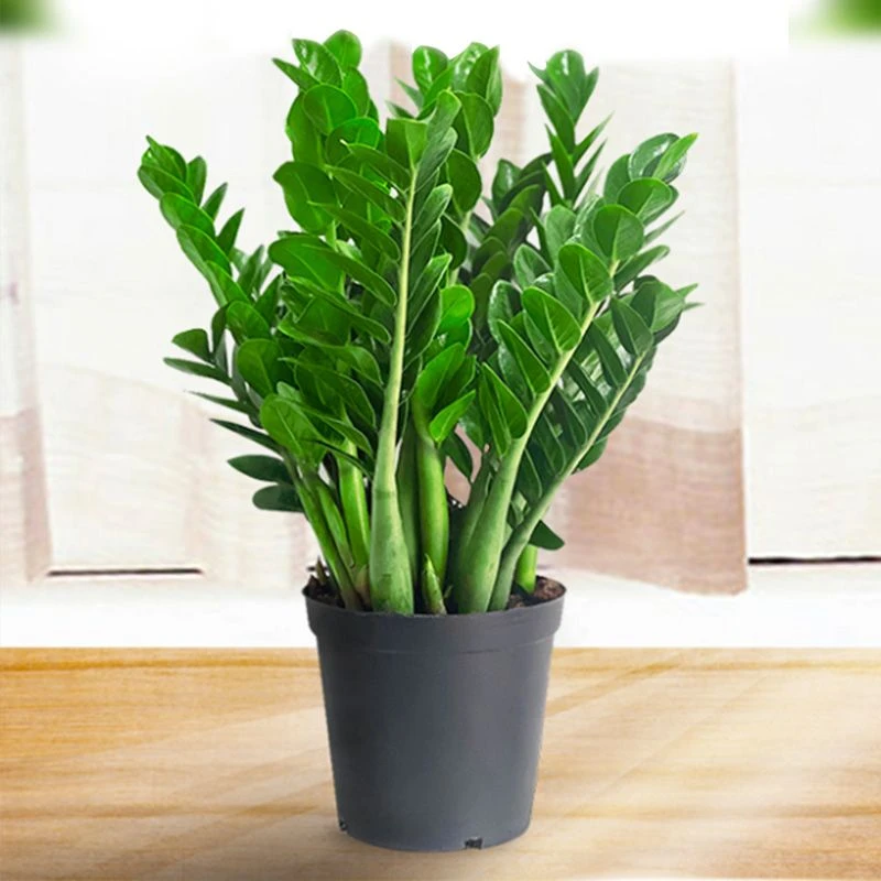 室内金钱树盆栽招财绿植客厅办公室四季常青懒人植物